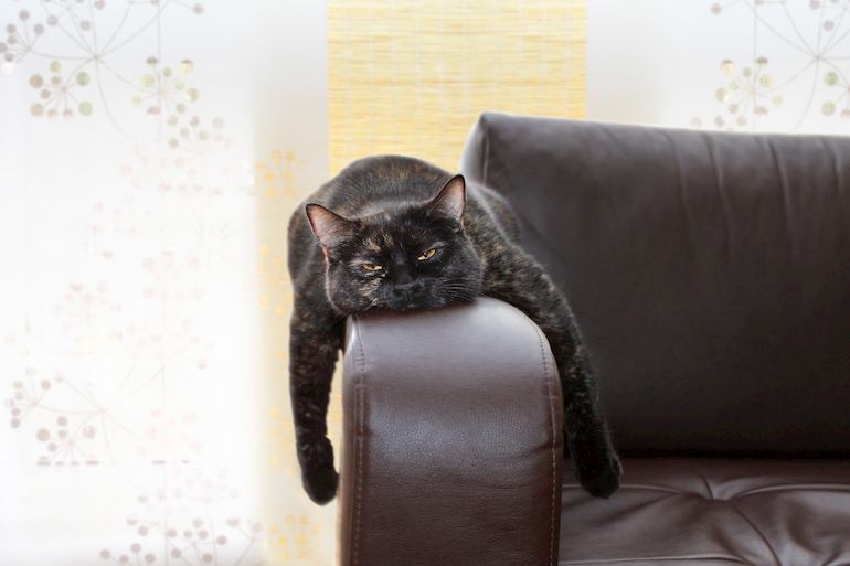 Gelangweilte Katze liegt auf einem Sofa