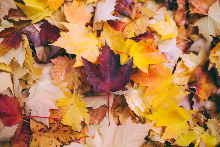 Herbstliche Blätter.