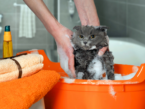 Eine Katze wird in einem Eimer gewaschen.