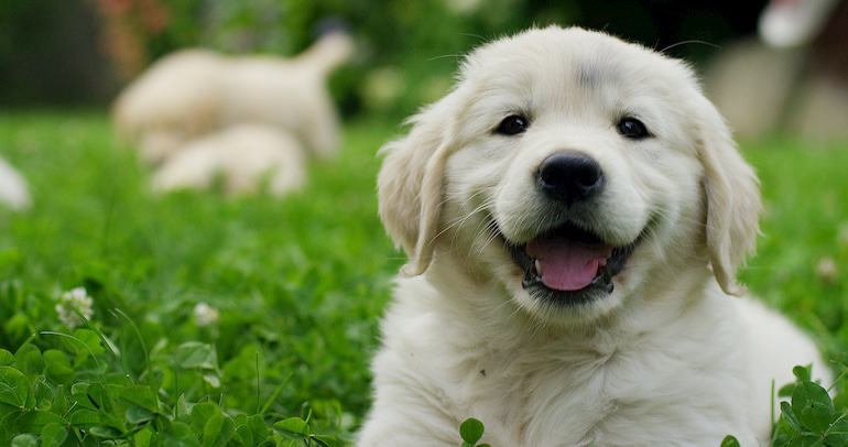 Ein lächelnder Hunde-Welpen.