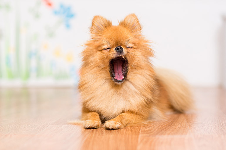 Ein Hund gähnt vor Müdigkeit.