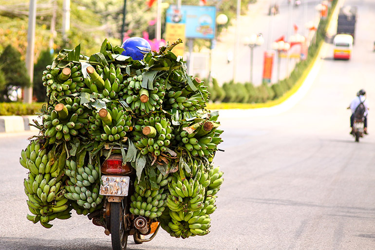Ein Moped ist mit zahllosen Bananenstauden überladen.