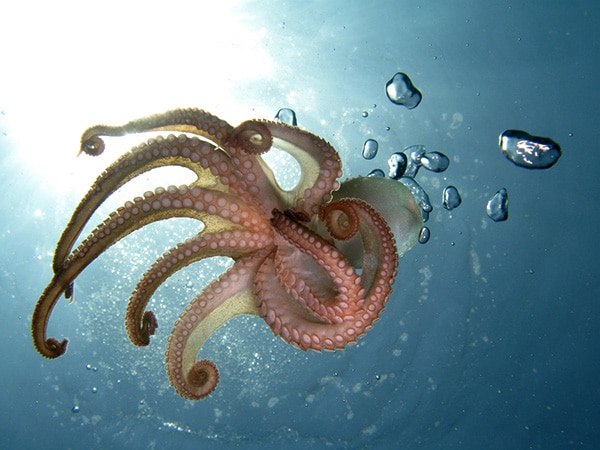 Ein Oktopus im Wasser