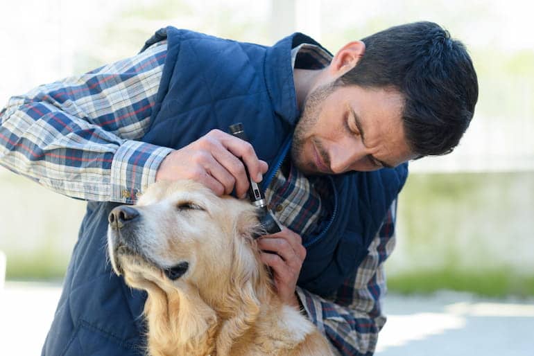 Ein Tierpfleger untersucht die Ohren eines Hundes im Tierheim