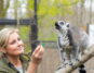 Eine Tierpflegerin füttert einen Katta im Zoo mit einer Traube