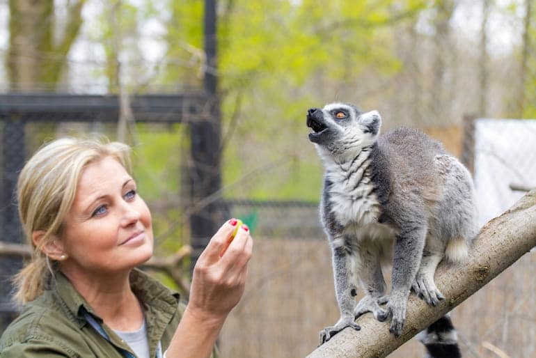 Eine Tierpflegerin füttert einen Katta im Zoo mit einer Traube