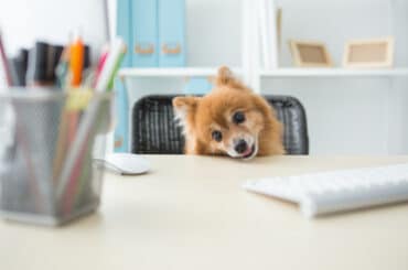 Ein Bürohund legt seinen Kopf auf dem Schreibtisch ab und schaut niedlich in die Kamera