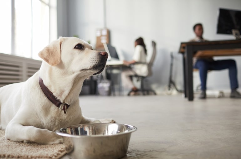 Bürohund liegt auf einer Liegedecke im Büro