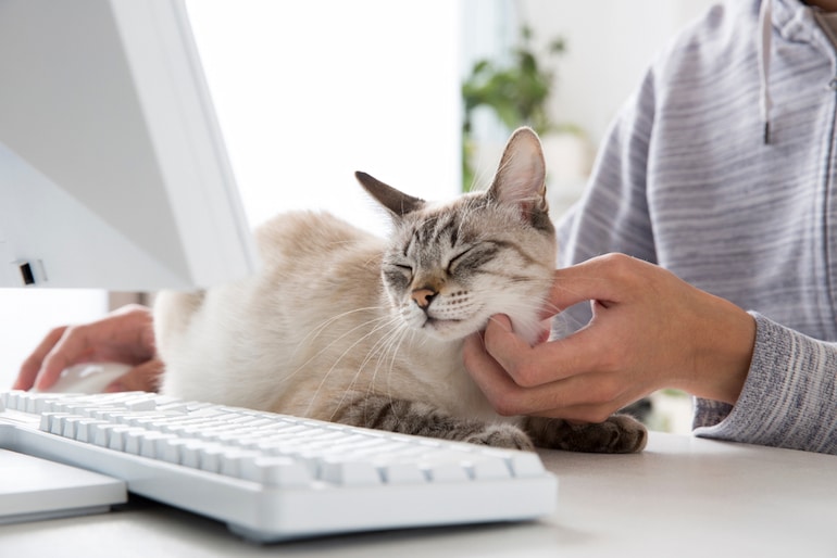 Bürokatze liegt auf dem Schreibtisch