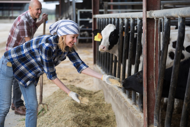 Landwirt und Landwirtin füttern Kühe
