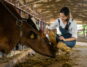 Tierwirtin kümmert sich um Rind.